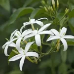 Jasmine Tortuosum