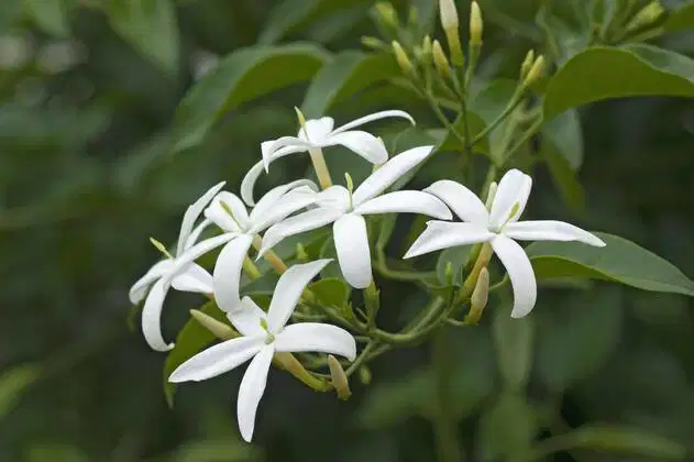 Jasmine Tortuosum