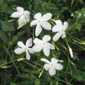 Parijat Plant (పారిజాతం)